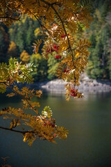 Le lac d"Altenweiher dans les Vosges en Automne - Vallée de Mittlach près de Munster