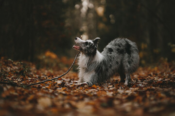 Fototapeta premium dog in autumn forest