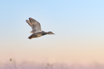 Closeup of male Gadwall duck flying in early morning blue sky