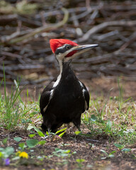 Closeup of Male Pileated Woodpecker standing on the ground of a clearing in forest