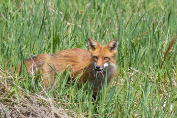 Red fox in grass field with rodent in its mouth