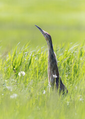American Bittern bird standing out in green grass field