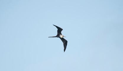 Magnificent Frigatebird