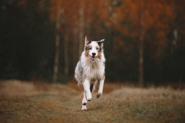 dog in autumn forest