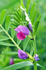Vetch sowing (Vicia sativa) grows in the field