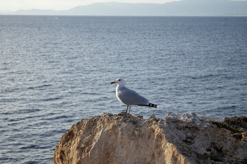 seagull on rock