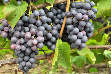 Fototapeta premium Grapes ripen on the branch of the bush