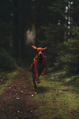 portrait of a irish setter