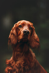 portrait of a irish setter