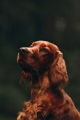 portrait of a irish setter