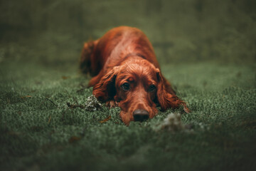 portrait of a irish setter
