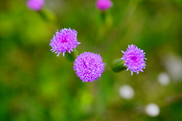 Emilia sonchifolia (lilac tassel flower, Cacalia sonchifolia L.) with natural background. 