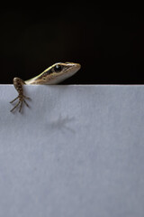 lizard on a white background