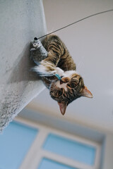 portrait of a cat