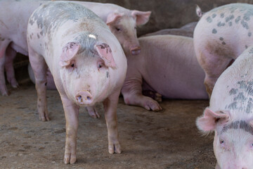 Pig in the farm. group of mammal waiting feed. swine in the stall.