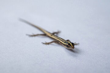 lizard on a white background