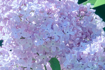 Lilac flowers blooming in the spring garden.