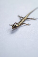 lizard on a white background