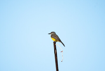 Tropical Kingbird