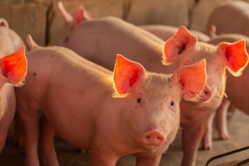 Pigs waiting feed,pig indoor on a farm yard. swine in the stall.Portrait animal.