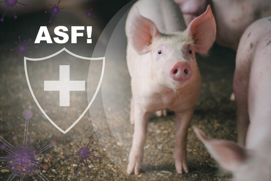 Healthy fattening pigs with ASF prophylaxis message