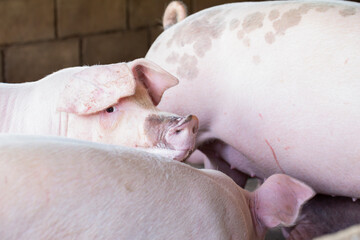 Pigs waiting feed,pig indoor on a farm yard. swine in the stall.Portrait animal.