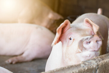 Pigs waiting feed,pig indoor on a farm yard. swine in the stall.Portrait animal.