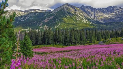 pink flowers in the mountains, Dolina Gąsienicowa, Poland