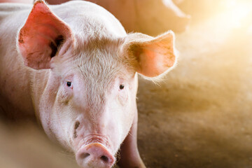 Pigs waiting feed,pig indoor on a farm yard. swine in the stall.Portrait animal. © puwanai8039