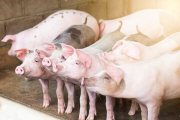 Pigs waiting feed,pig indoor on a farm yard. swine in the stall.Portrait animal. © puwanai8039