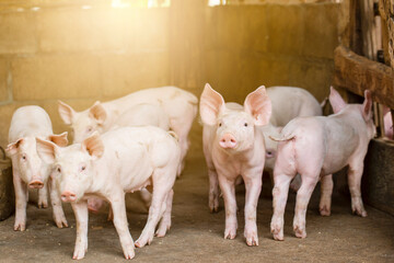 Pigs waiting feed,pig indoor on a farm yard. swine in the stall.Portrait animal. © puwanai8039