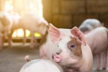Pigs waiting feed,pig indoor on a farm yard. swine in the stall.Portrait animal. © puwanai8039
