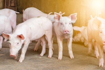 Fototapeta na wymiar Pigs waiting feed,pig indoor on a farm yard. swine in the stall.Portrait animal.