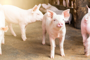 Pigs waiting feed,pig indoor on a farm yard. swine in the stall.Portrait animal.