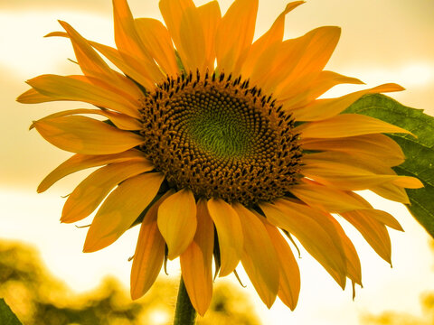 sunflower close up