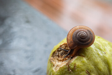 Hygromiidae is a taxonomic family.  small to medium sized land snails