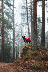 hiking in the forest
