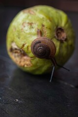 Hygromiidae is a taxonomic family.  small to medium sized land snails