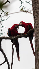 casal de araras vermelhas se bicando com fundo branco