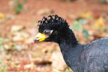 bird mutum-grande 