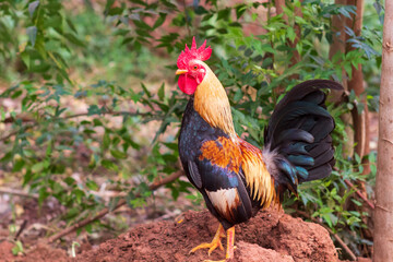 rooster in the garden
