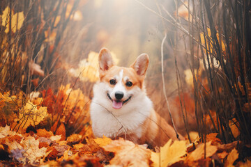 dog in the autumn forest