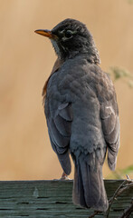 American Robin