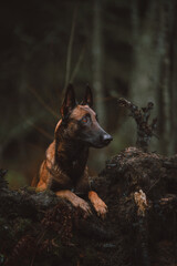 dog in the woods