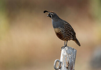 California Quail