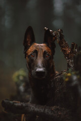 dog in the woods