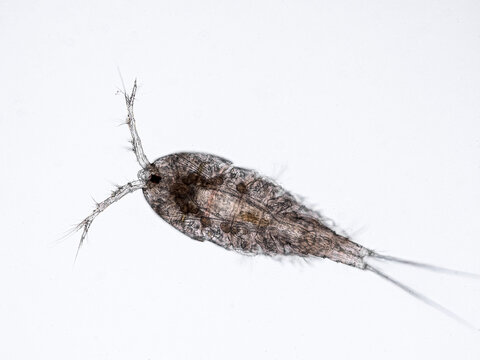 copepod from a reef aquarium under the microscope (maxillopoda crustaceans that are part of the plankton)
