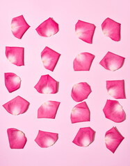 pink rose petals background for Saint Valentine's day banner