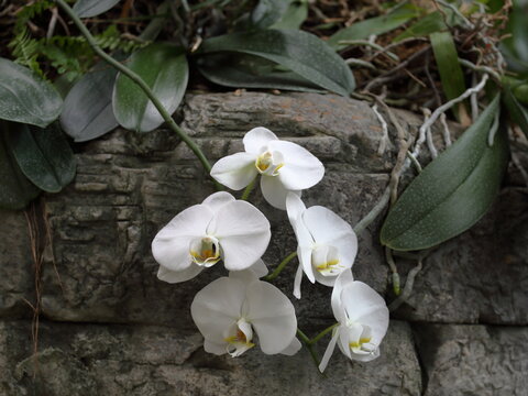 White Aphrodite's phalaenopsis on a masonry wall. These are a species of moth orchid. 