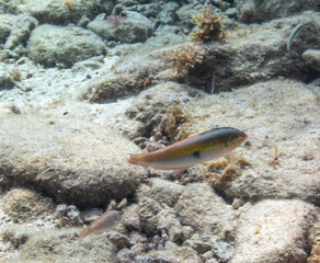 Clown Wrasse